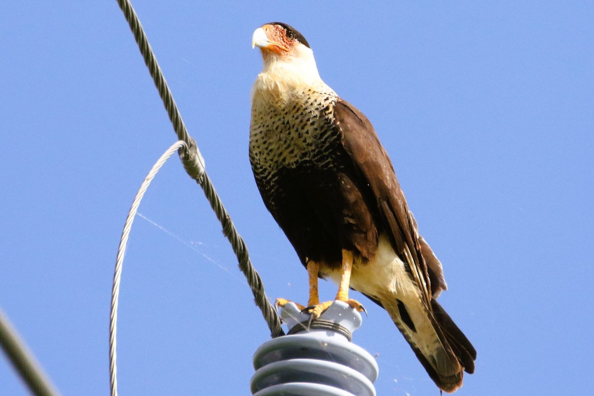 Crested Caracara - James Rolfe