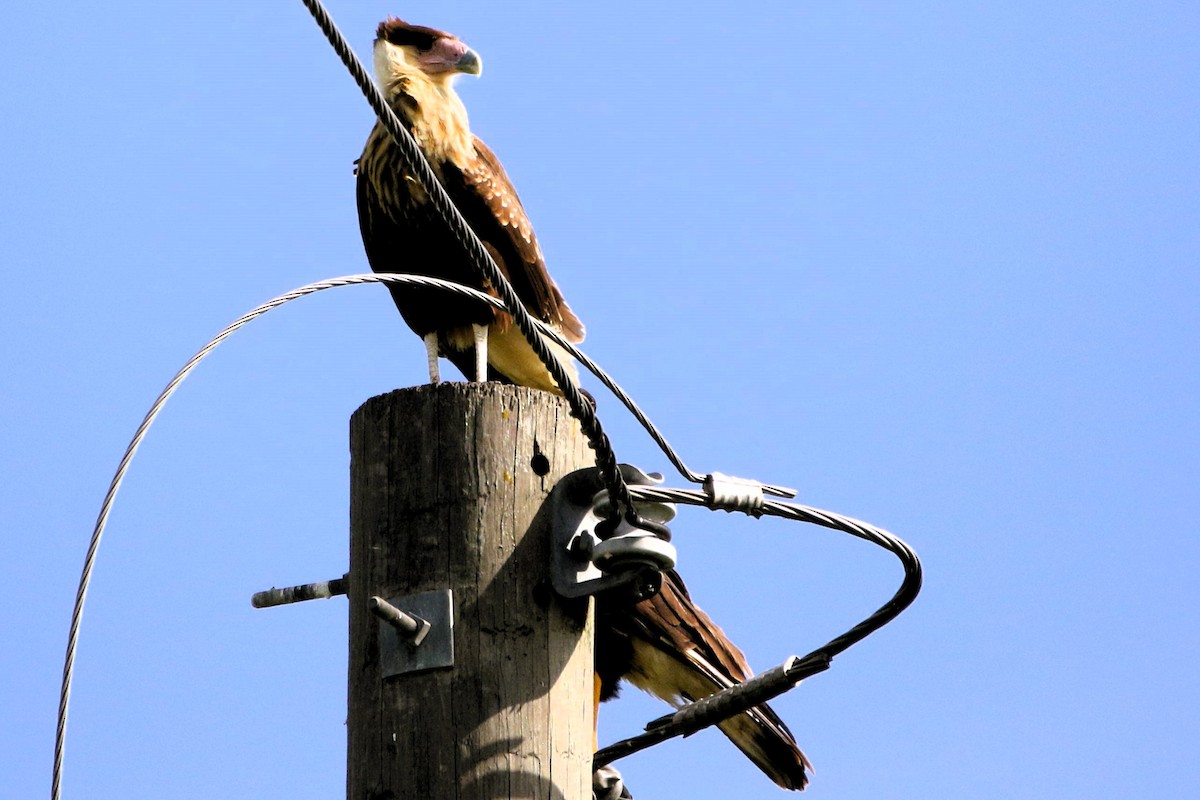 Caracara huppé - ML620889710