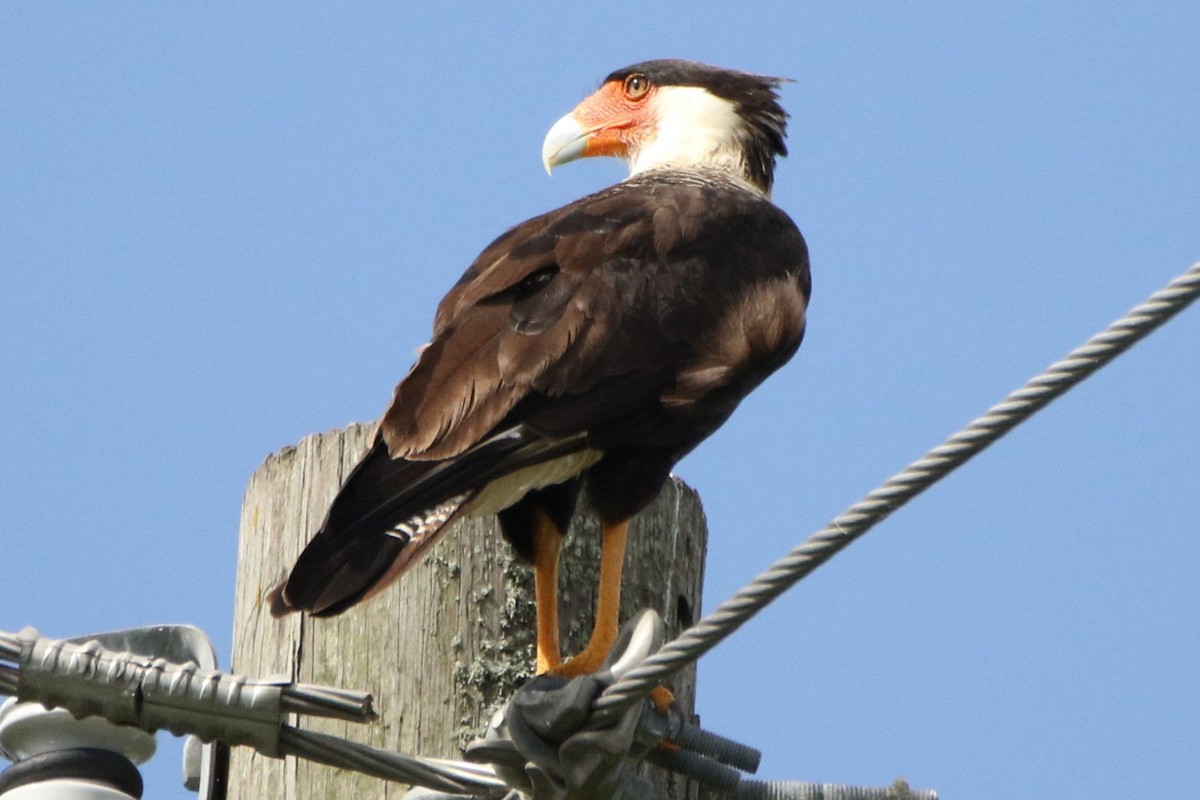 Caracara huppé - ML620889711