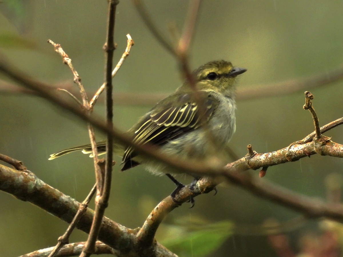 Golden-faced Tyrannulet - ML620889712