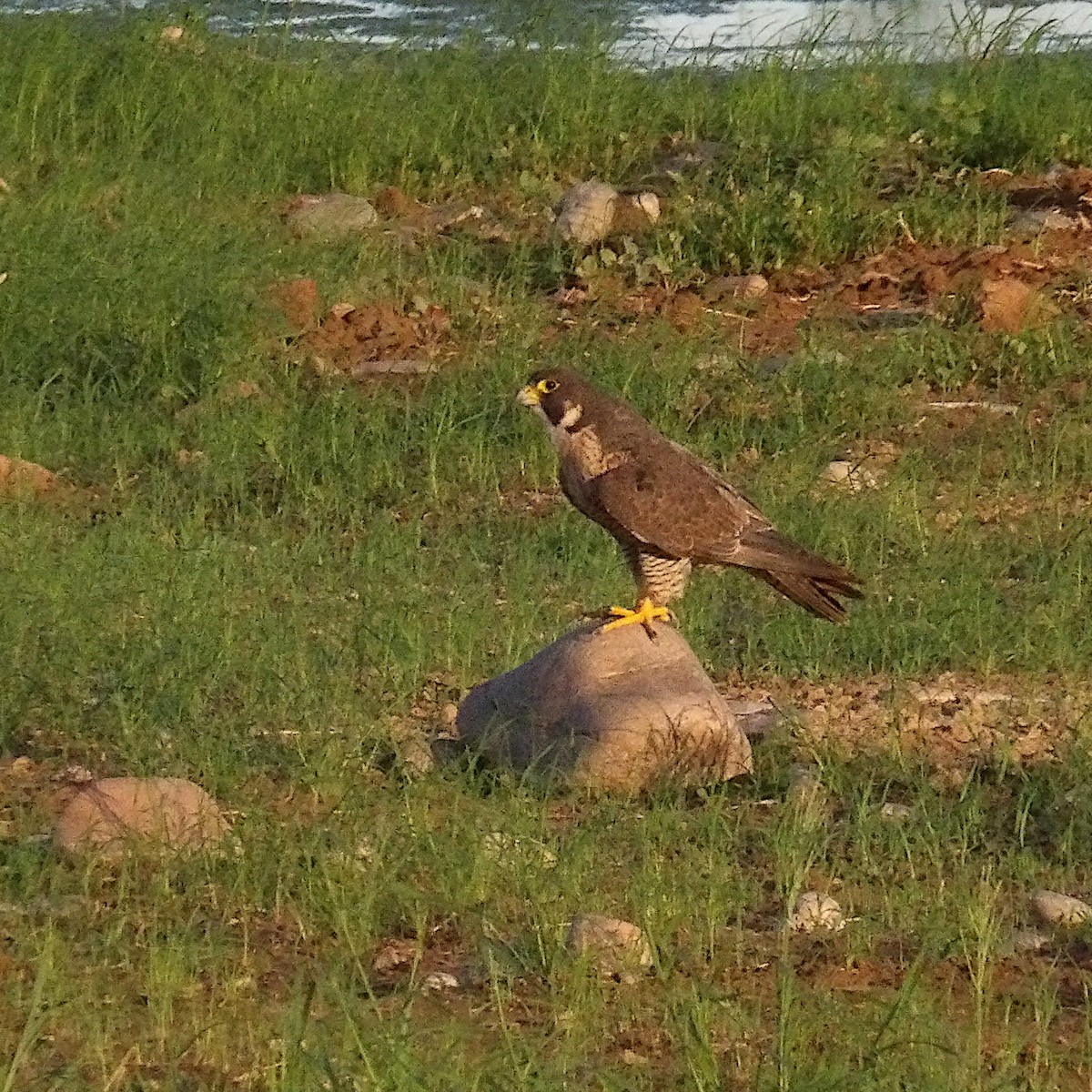 Peregrine Falcon - Jeff Ritz