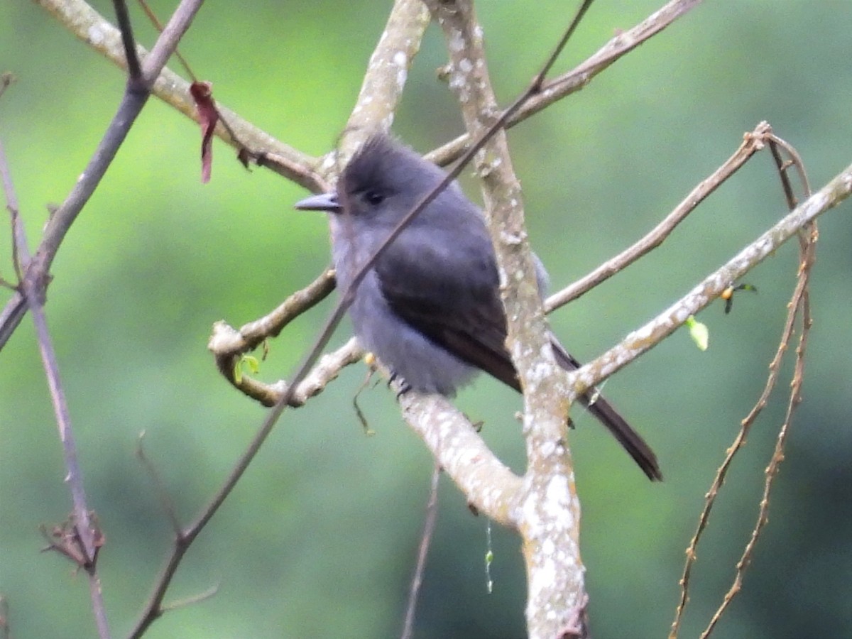 Smoke-colored Pewee - ML620889714