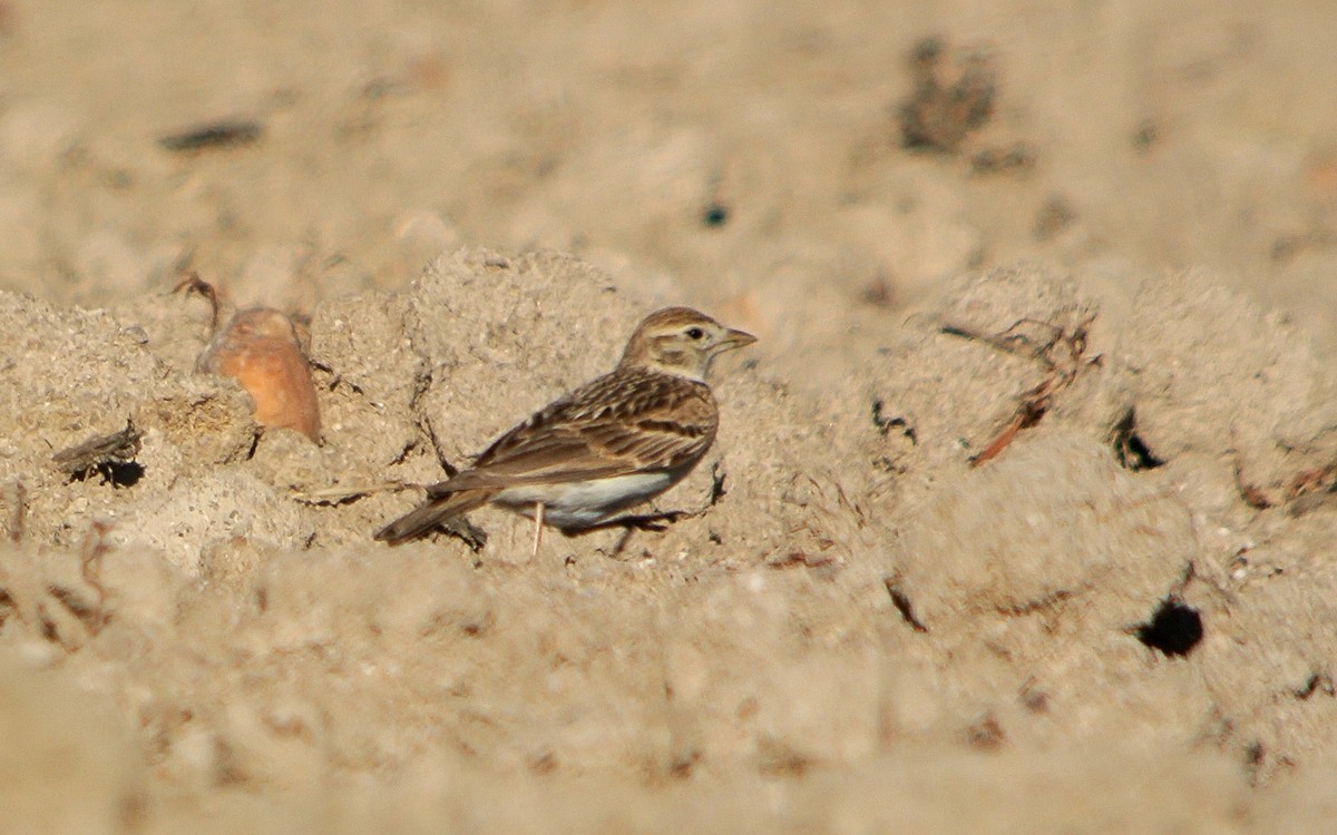 Greater Short-toed Lark - ML620889715