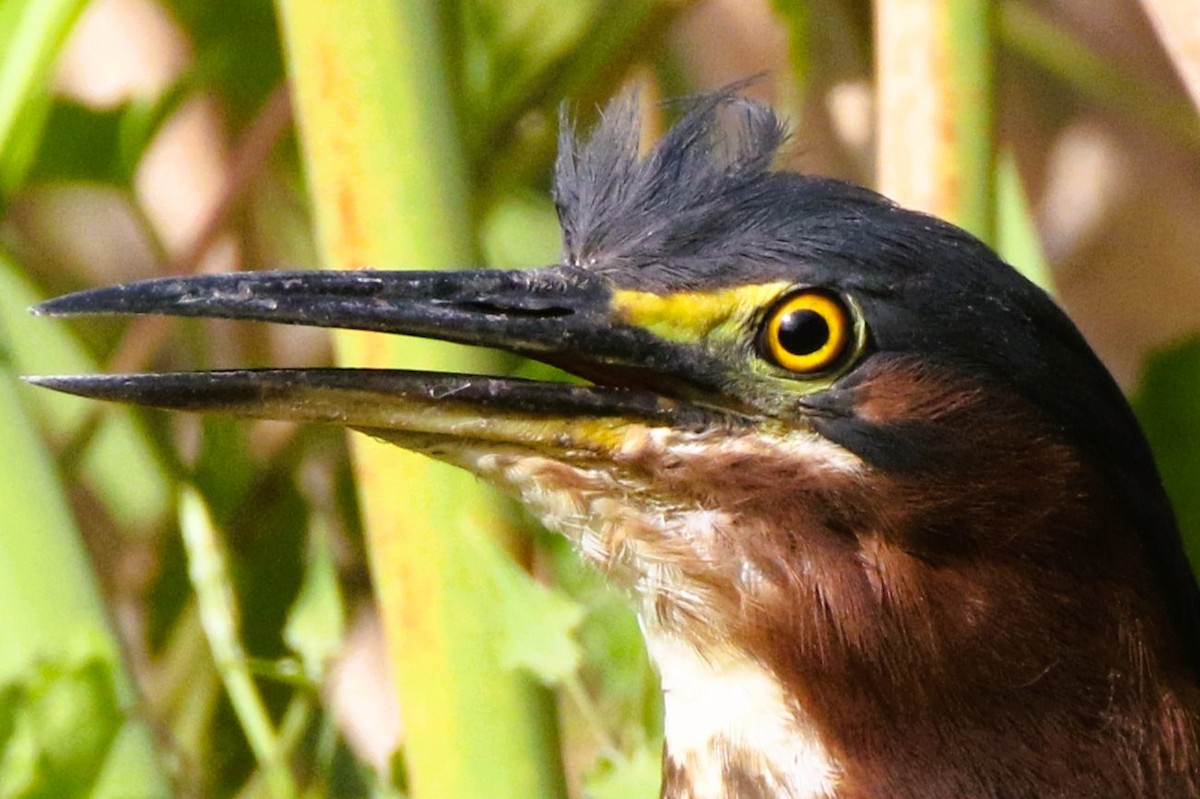 Green Heron - ML620889716