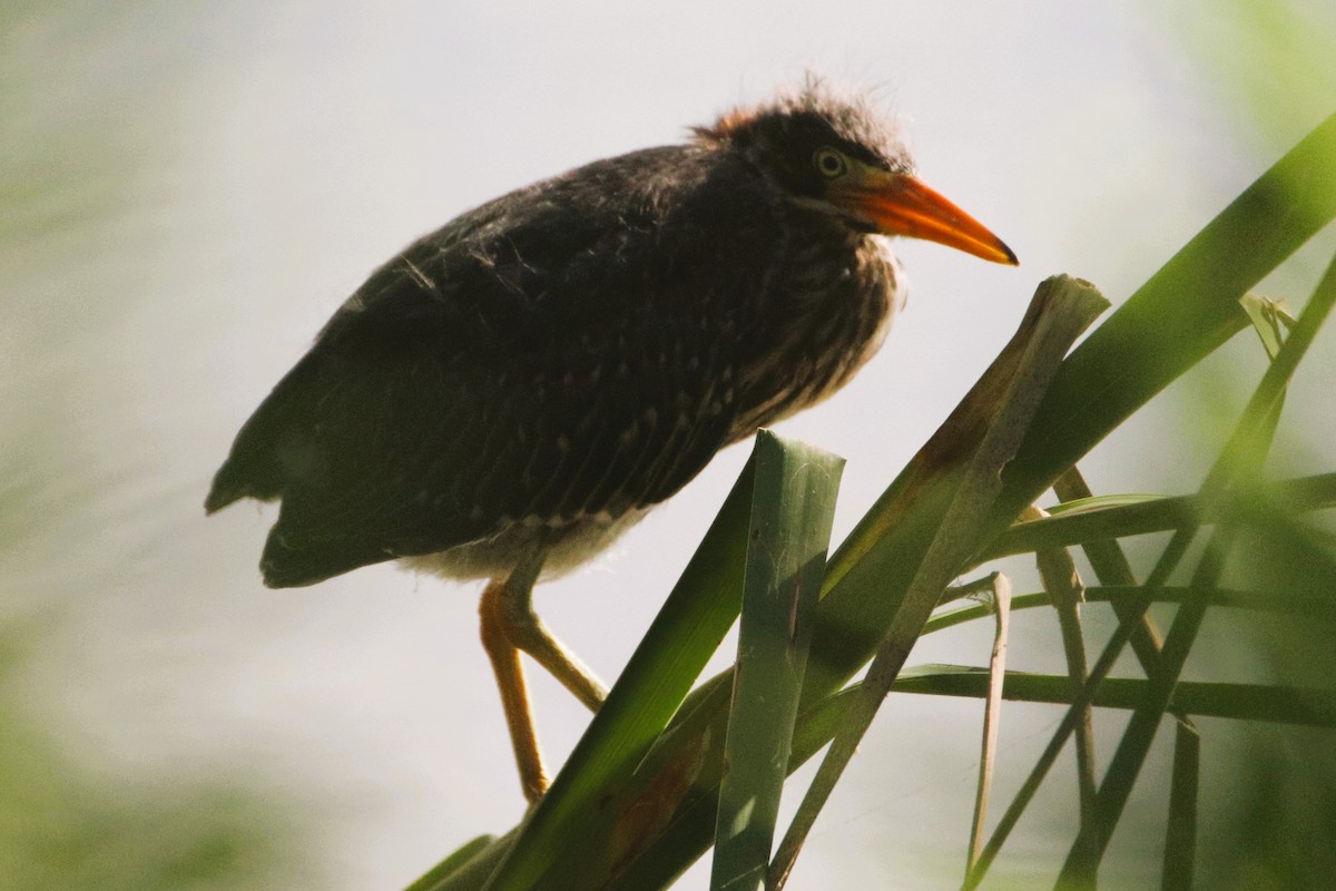 Green Heron - ML620889717