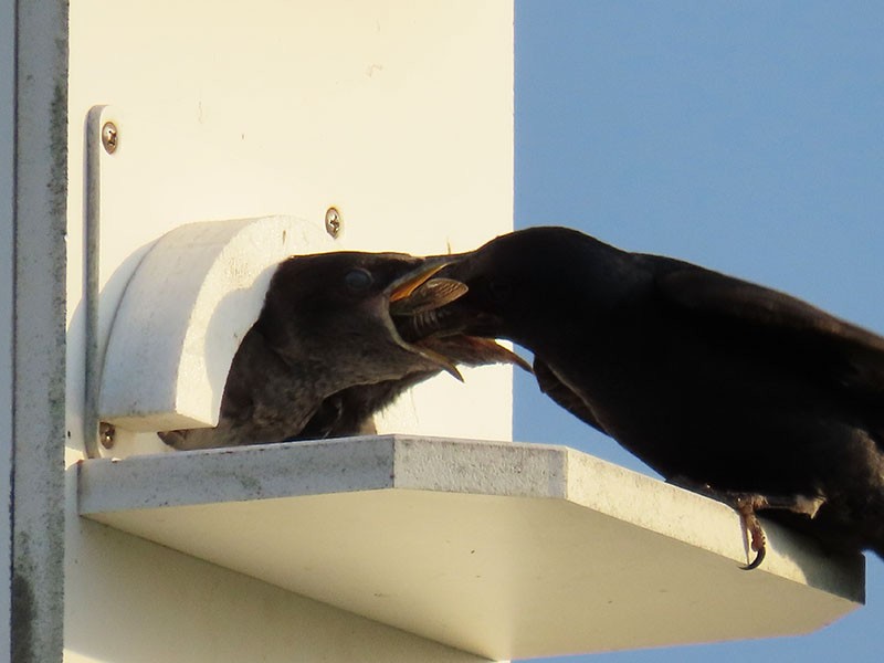 Purple Martin - ML620889719