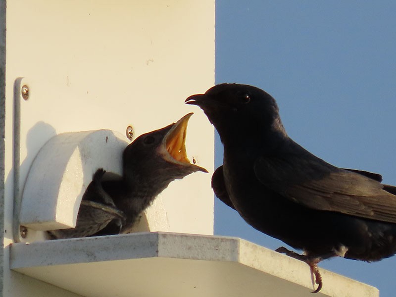 Purple Martin - ML620889720