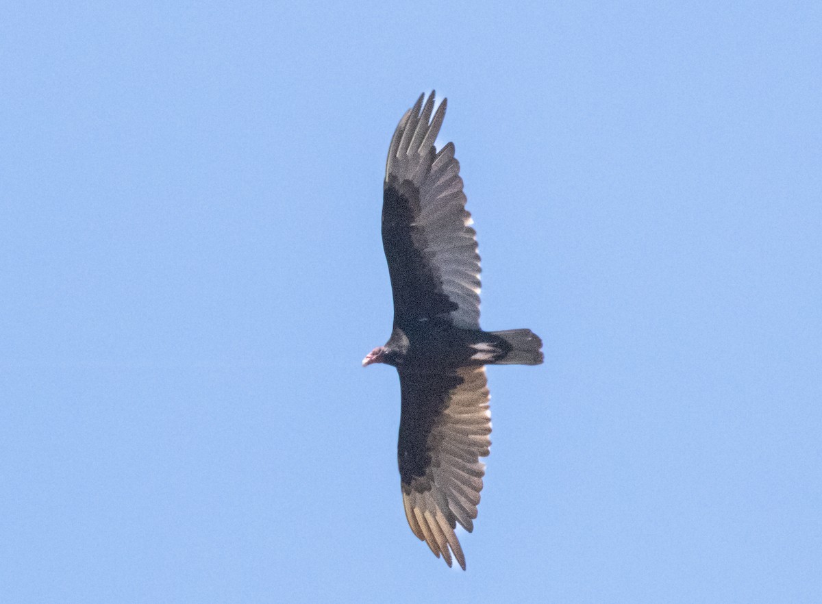 Turkey Vulture - ML620889723