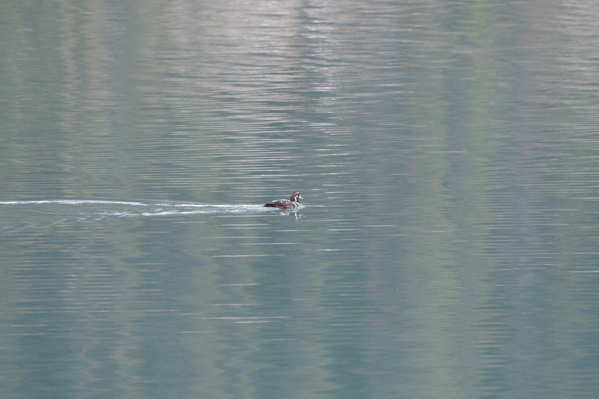 Pato Arlequín - ML620889724