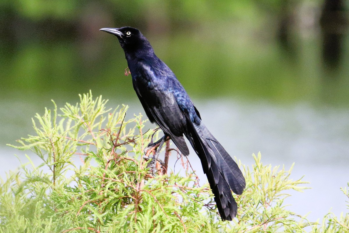 Great-tailed Grackle - ML620889725