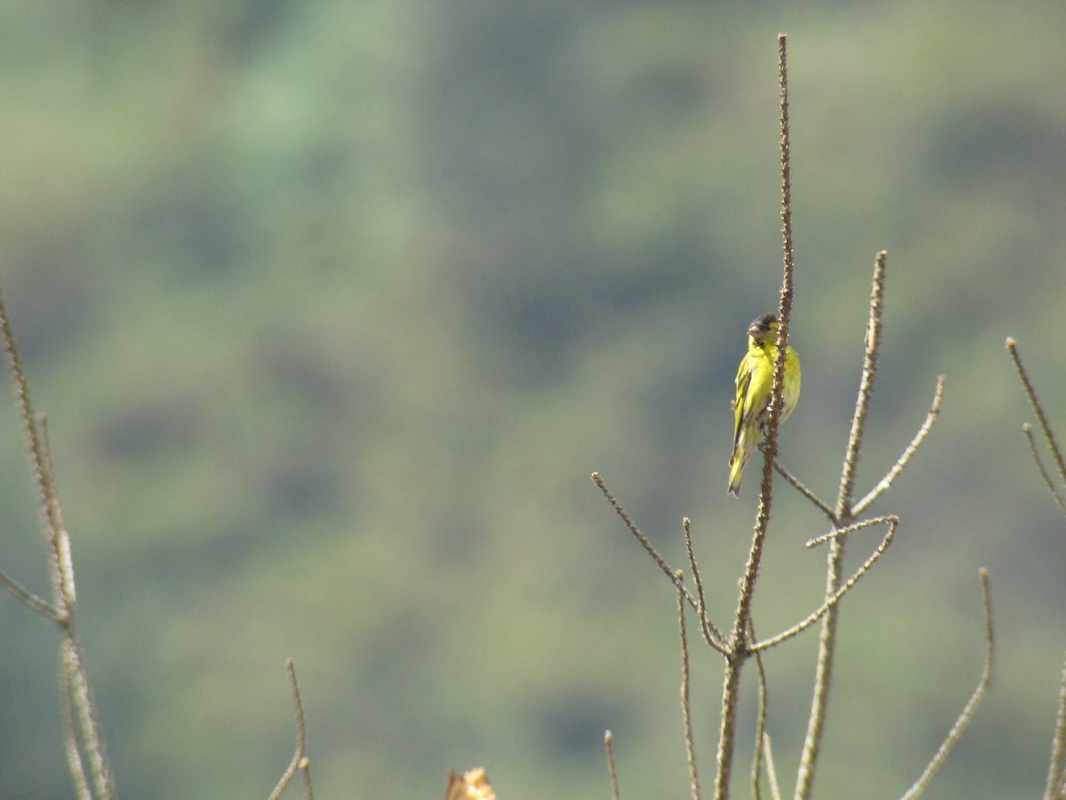 Eurasian Siskin - ML620889726