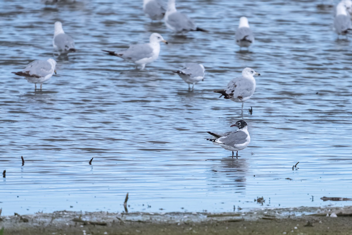 Franklin's Gull - ML620889727