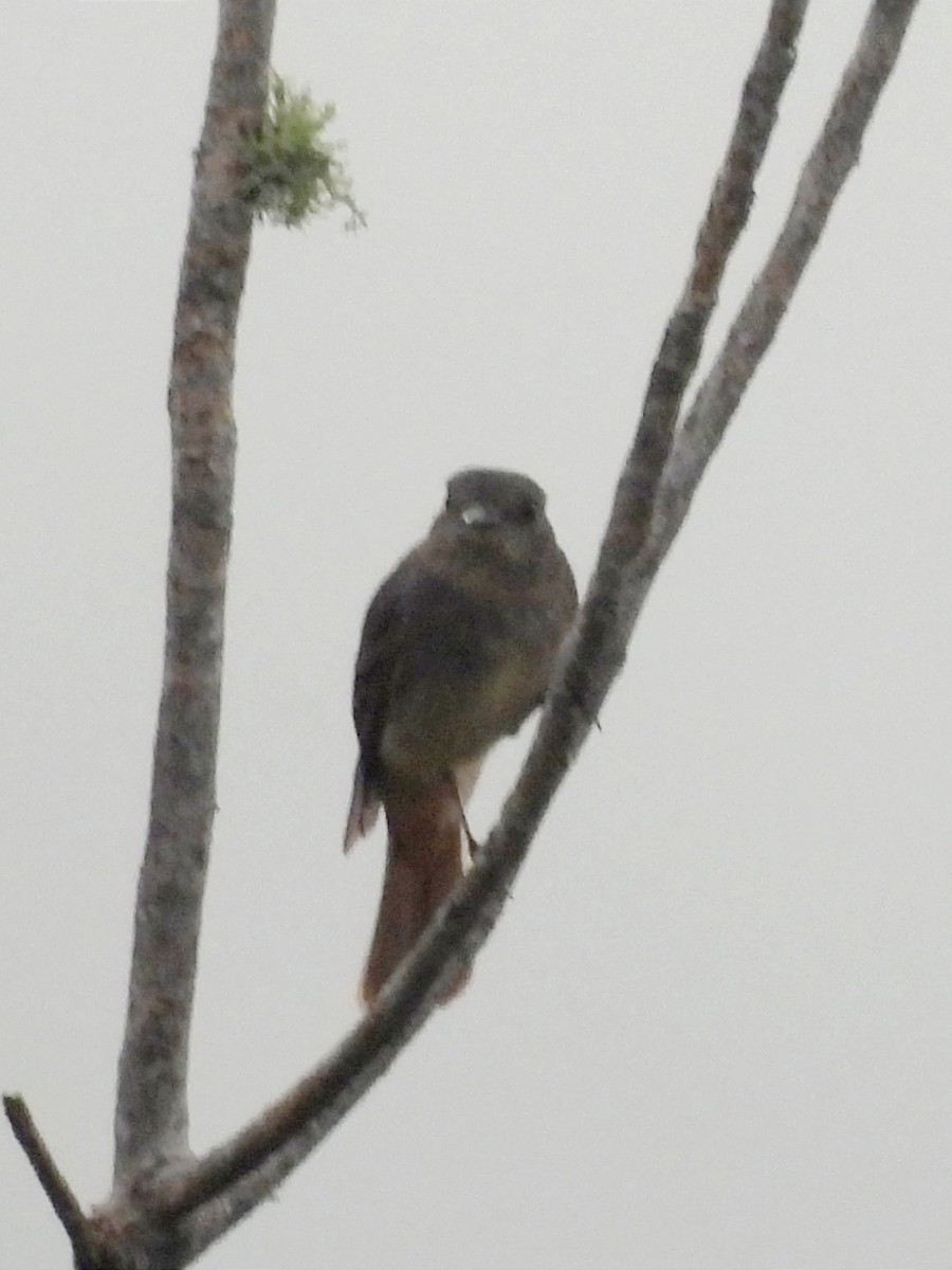 Rufous-tailed Tyrant - ML620889729