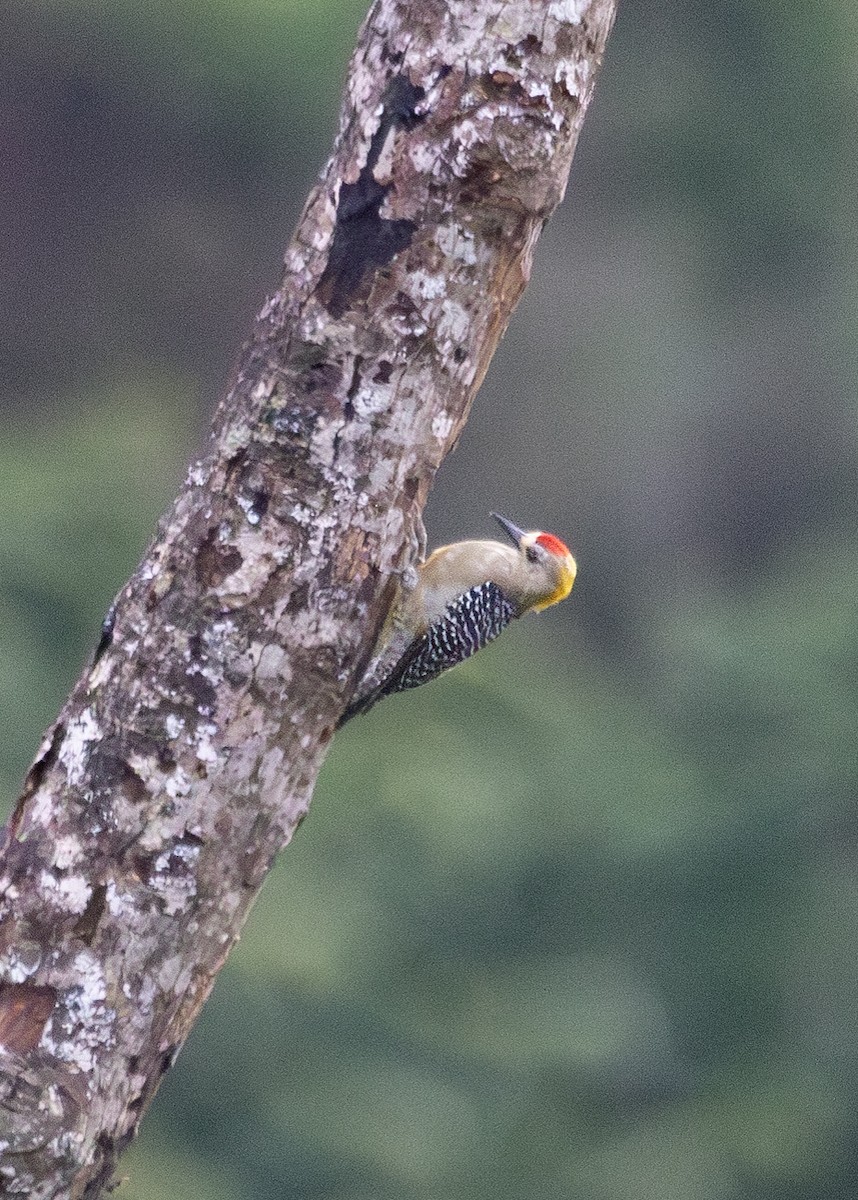 Hoffmann's Woodpecker - ML620889730