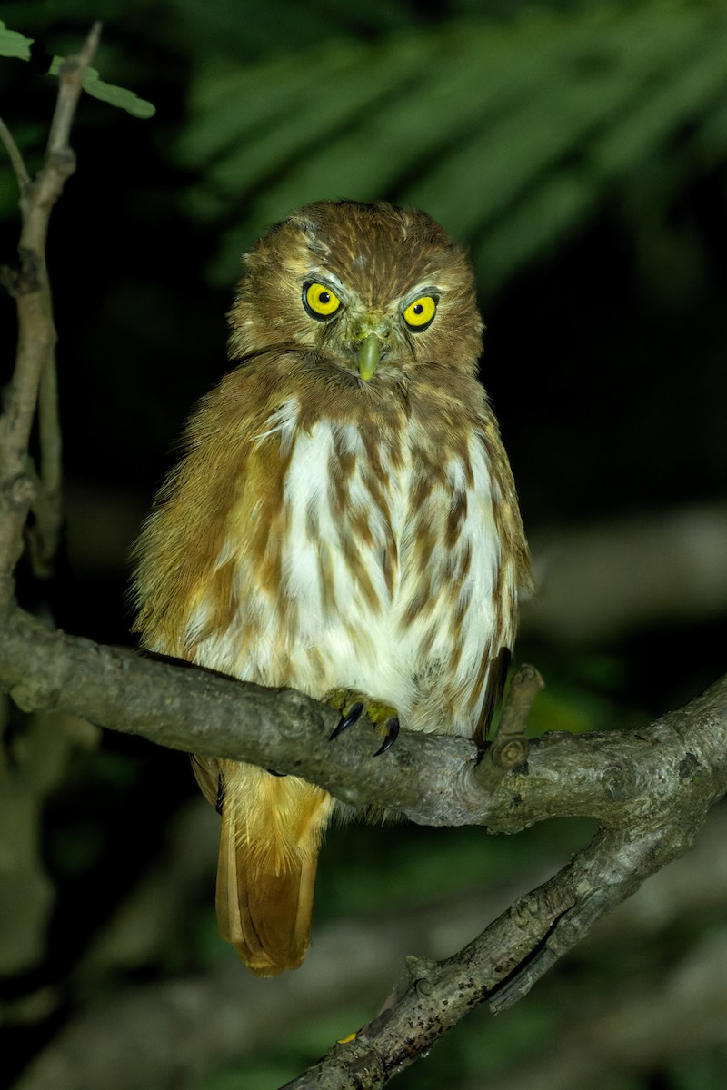 Ferruginous Pygmy-Owl - ML620889745