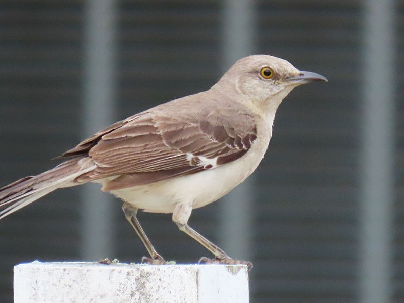 Northern Mockingbird - ML620889754