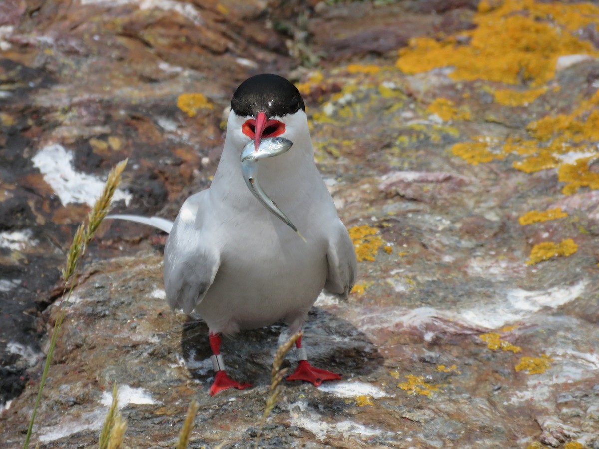 Arctic Tern - ML620889765