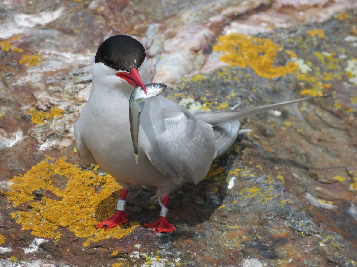 Arctic Tern - ML620889766