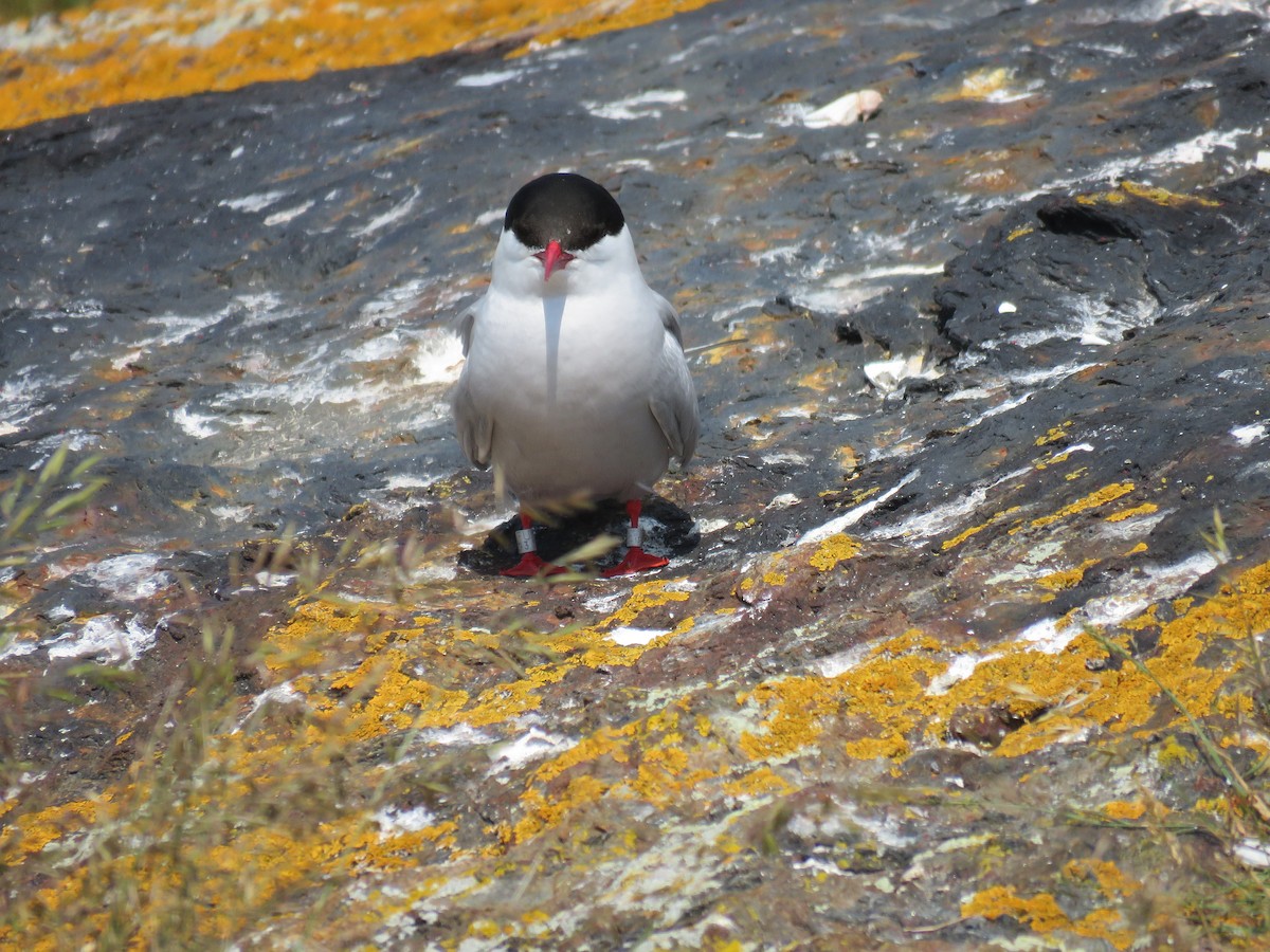 Arctic Tern - ML620889767