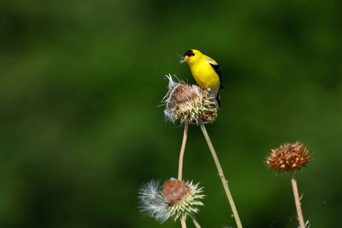 American Goldfinch - ML620889769