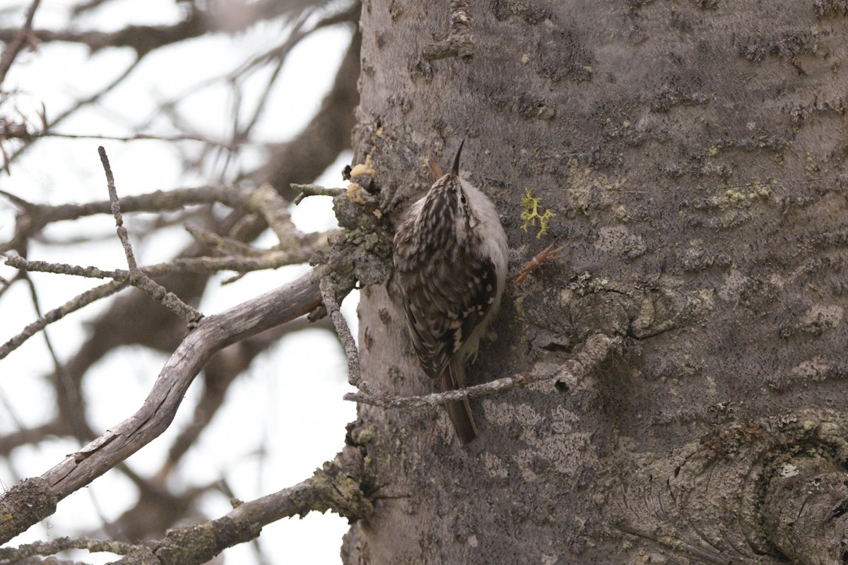 Brown Creeper - ML620889770