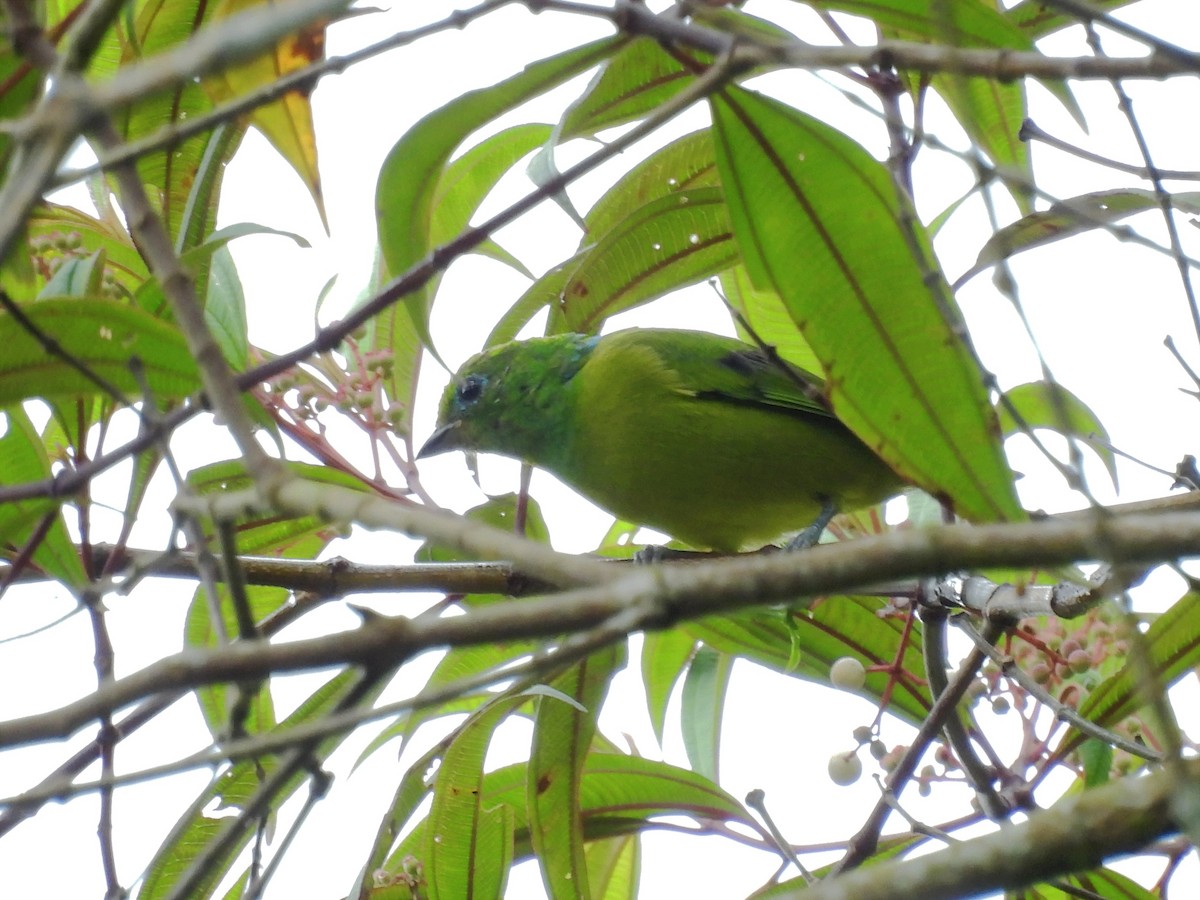 Blue-naped Chlorophonia - ML620889771