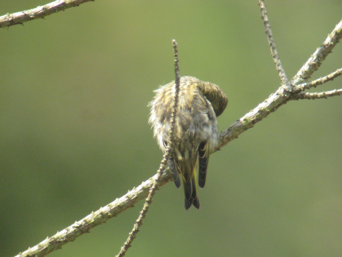 Eurasian Siskin - Xurde Gayol