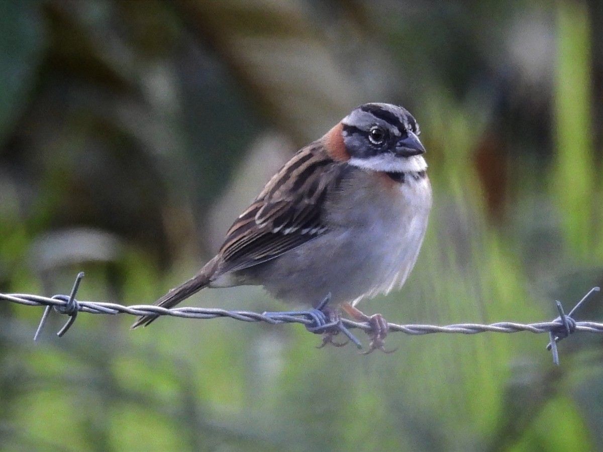 Rufous-collared Sparrow - ML620889774
