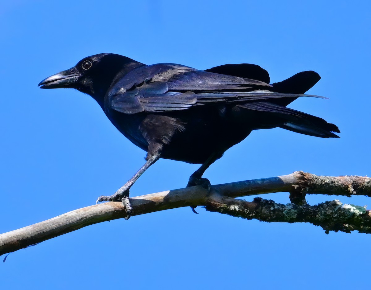 American Crow - ML620889775