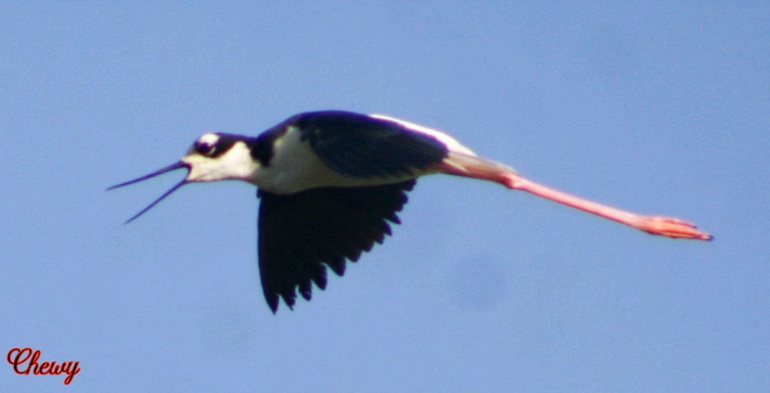 Black-necked Stilt - ML620889776