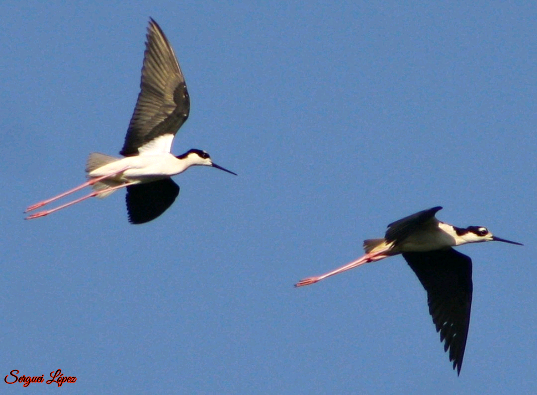 Black-necked Stilt - ML620889777