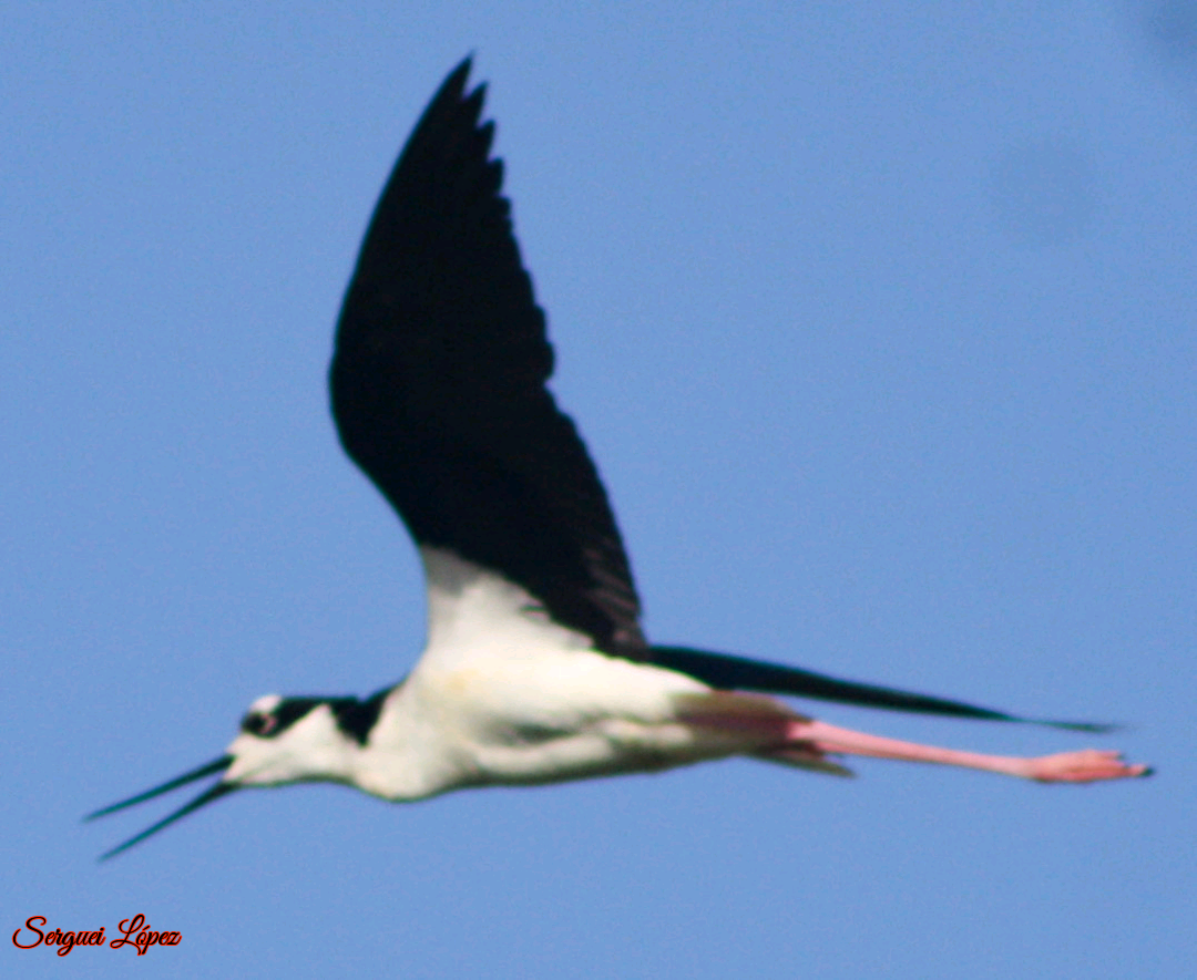 Black-necked Stilt - ML620889778