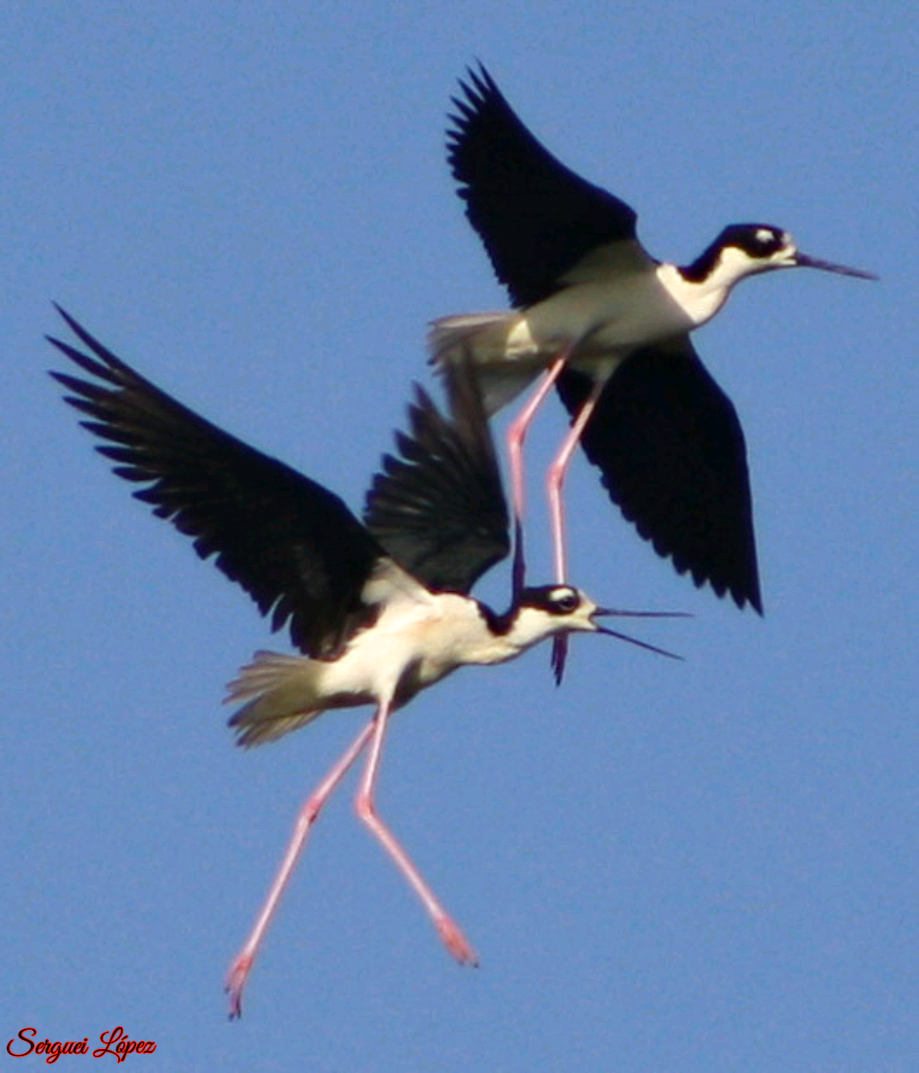 Black-necked Stilt - ML620889779