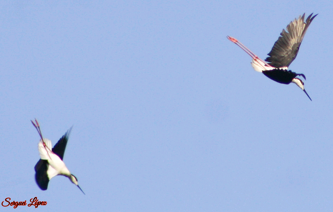 Black-necked Stilt - ML620889780