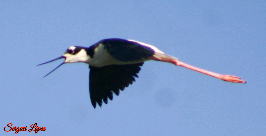 Black-necked Stilt - ML620889781