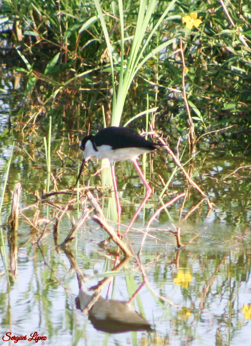 Schwarznacken-Stelzenläufer - ML620889784