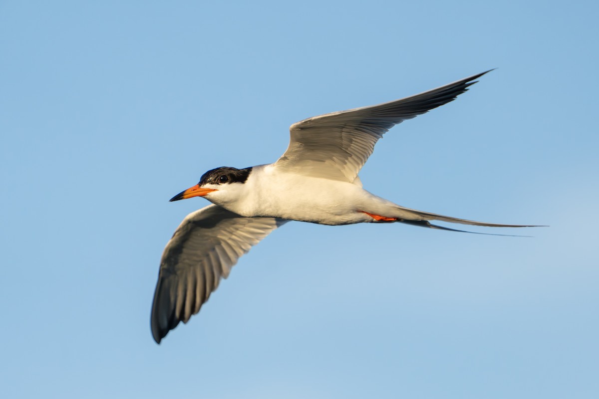 Forster's Tern - ML620889785