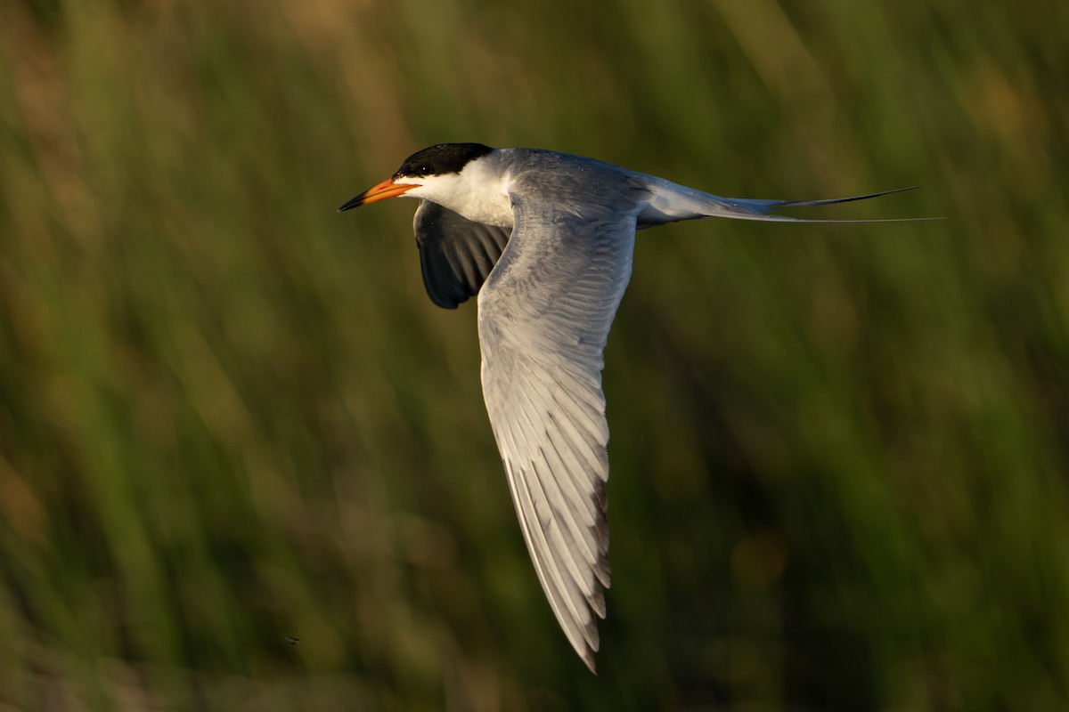 Forster's Tern - Darren Clark