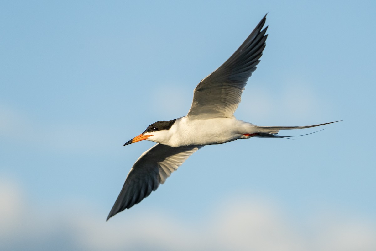 Forster's Tern - ML620889787