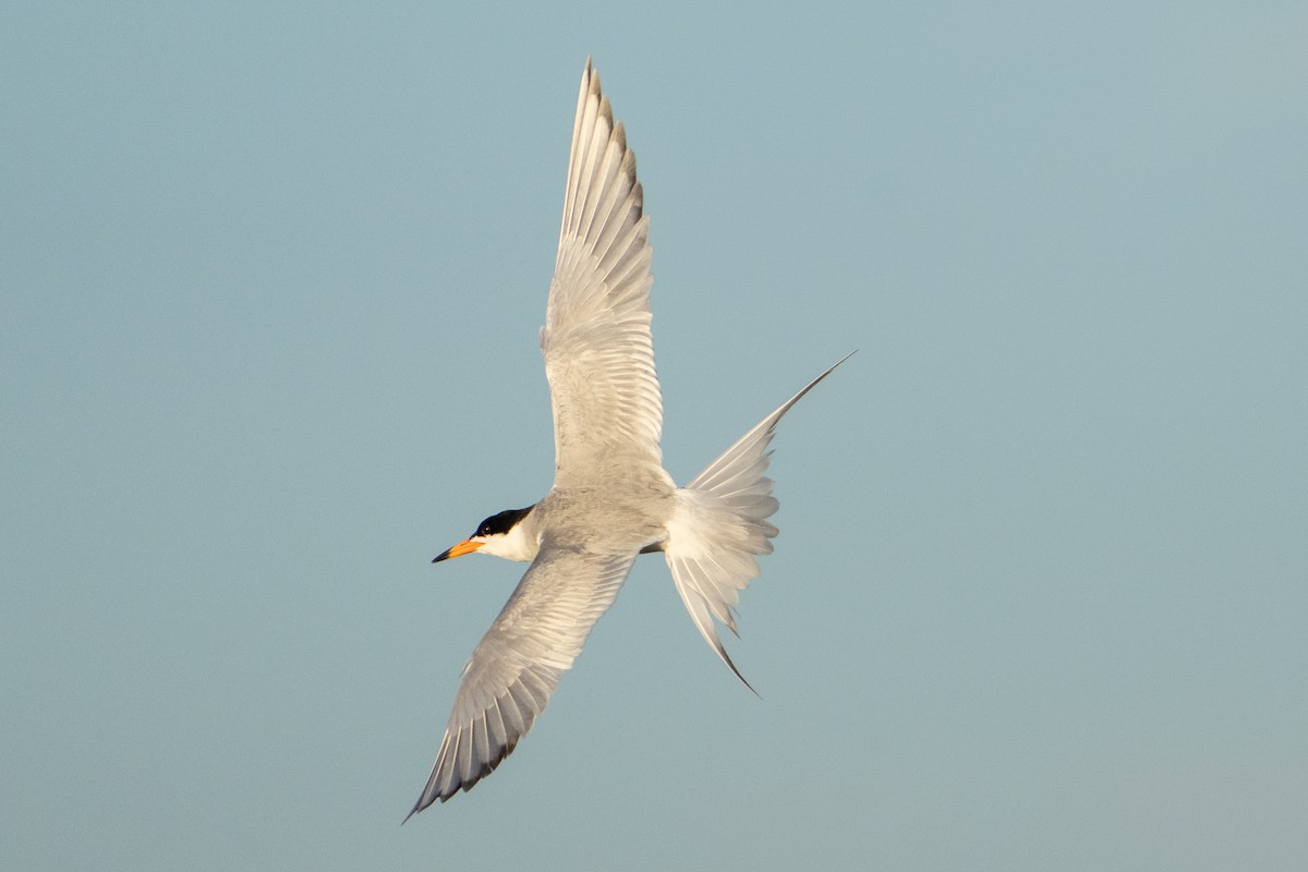 Forster's Tern - ML620889788