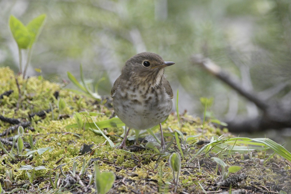 Swainson's Thrush - ML620889789