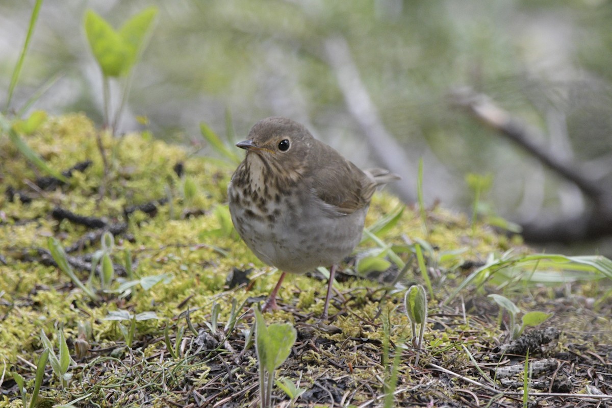 Swainson's Thrush - ML620889790