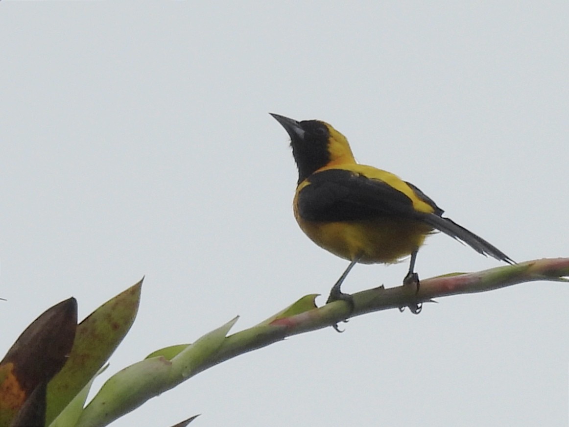 Yellow-backed Oriole - Jhon Carlos Andres Rivera Higuera