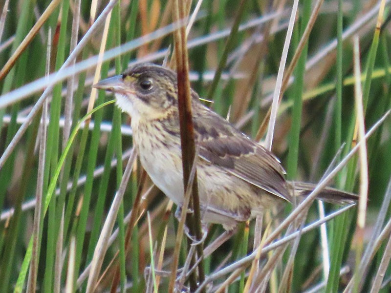 Seaside Sparrow - ML620889792