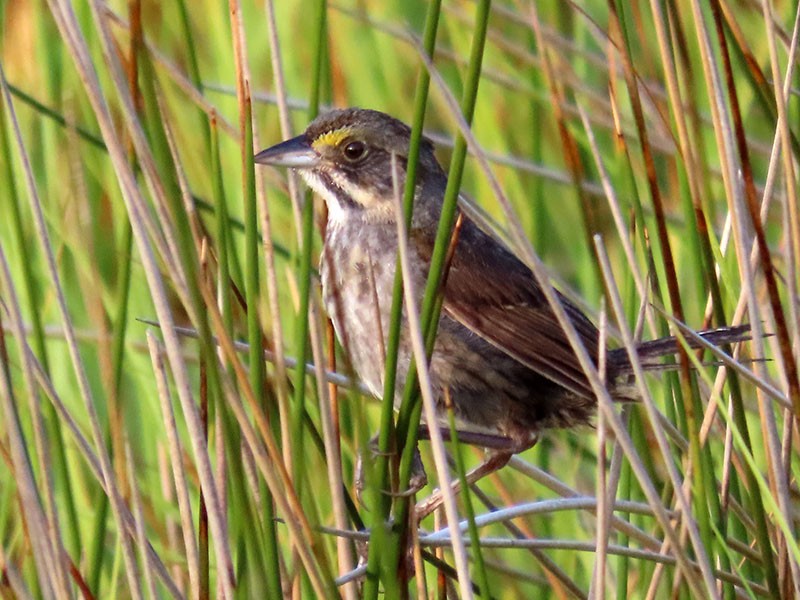 Seaside Sparrow - ML620889793