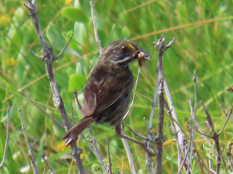 Seaside Sparrow - ML620889794