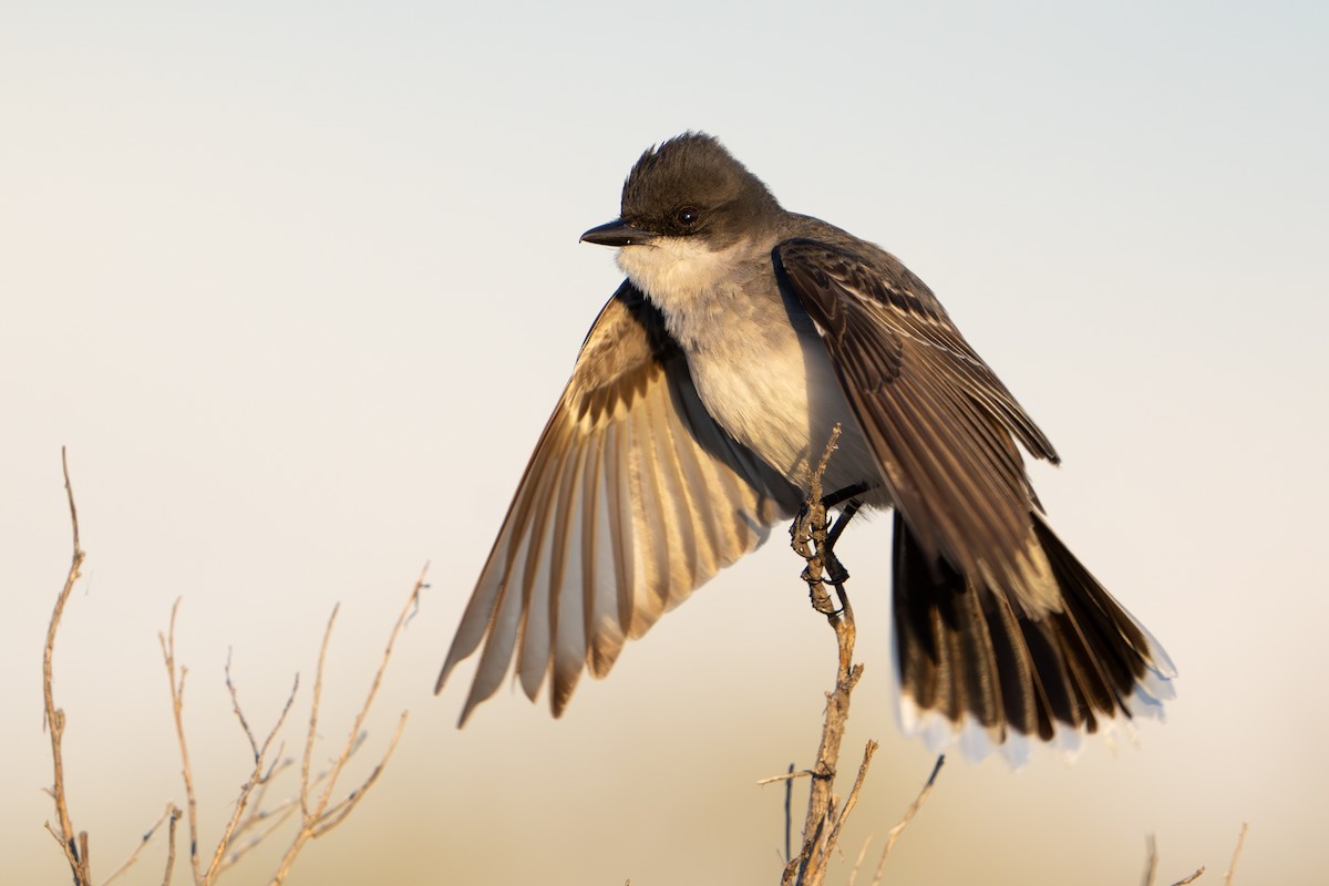 Eastern Kingbird - ML620889799