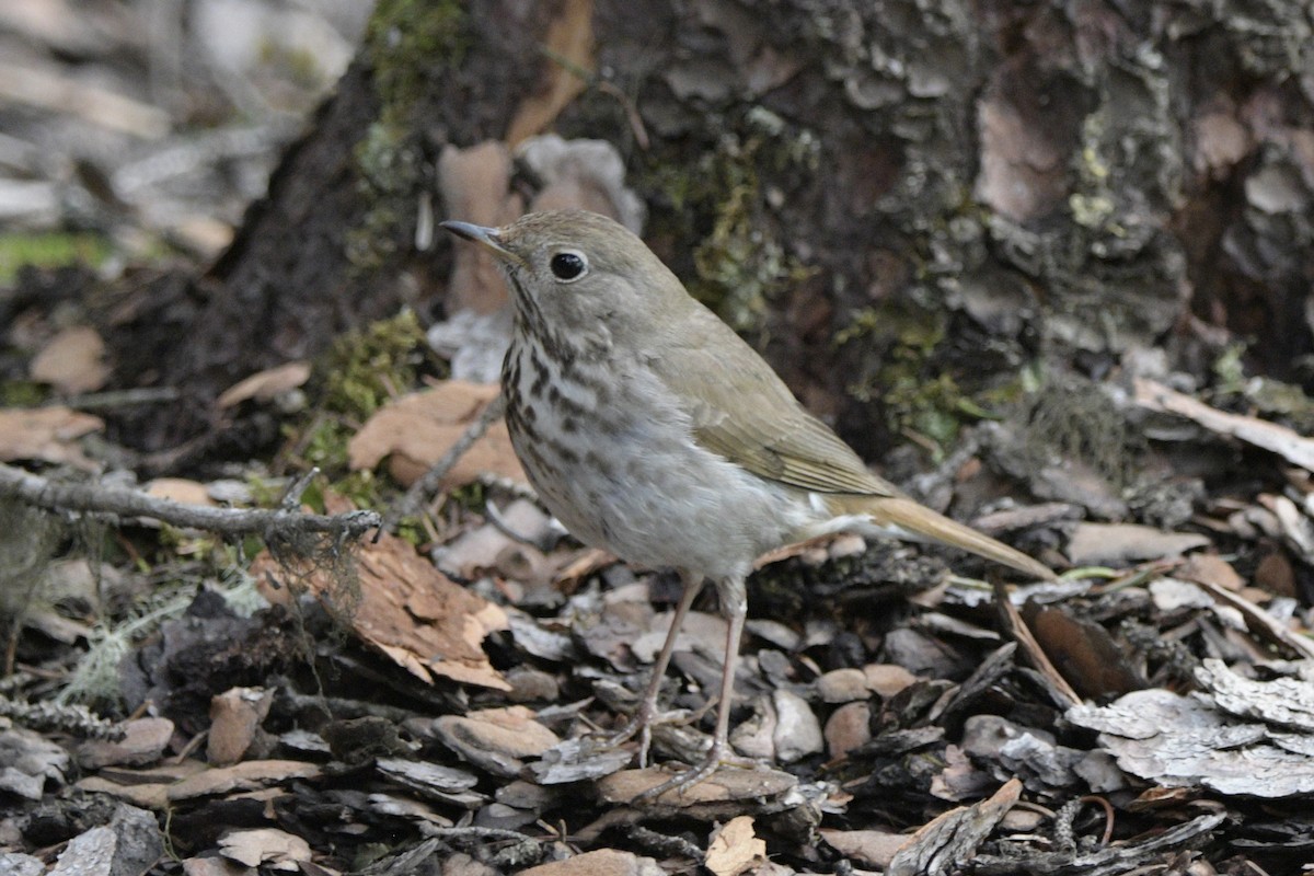 Hermit Thrush - ML620889805