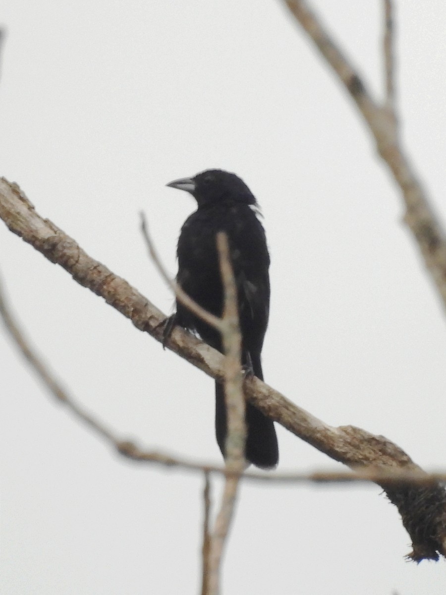 White-lined Tanager - ML620889809