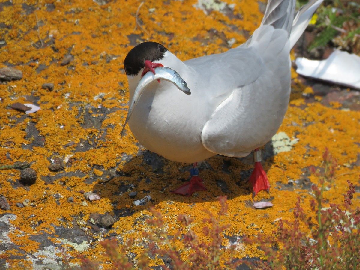 Arctic Tern - ML620889821